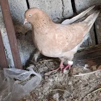 کبوتر کله ای