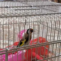 سیره نیست ظبتو باند