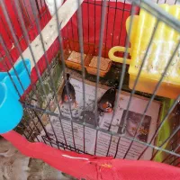 یک جفت فنچ