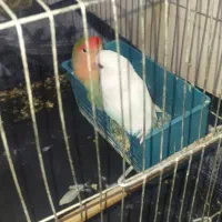 طوطی برزیلی|پرنده|گنبد کاووس, |دیوار