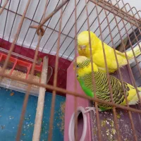 مرغ عشق جفت|پرنده|شیراز, کوزه گری|دیوار