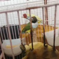 جفت فنج گلدین