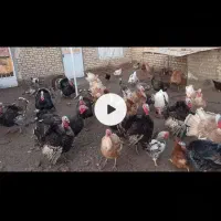 تخم نطفه دار بوقلمون(برنز وبوریون)