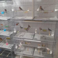 قفس قناری بزرگ جوجه پران