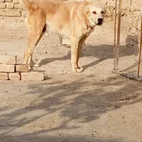 سگ افغانی