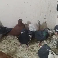 30عددکفتر بهبهانی وپلاکی همگی نر تضمینی|پرنده|داراب, |دیوار