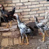 مرغ و خروس لاری|حیوانات مزرعه|رباطکریم, رباطکریم|دیوار