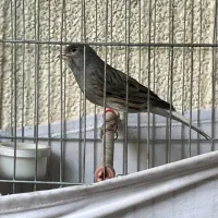 قناری نر|پرنده|تهران, جیحون|دیوار