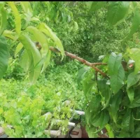 310 متر باغ ویلایی مدارک کامل(کردان کوهسار)