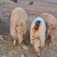 میش گوسفند داشتی