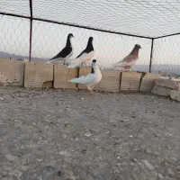 شهری کبوتر|پرنده|فسا, |دیوار