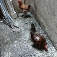 دوعدد مرغ رسمی بشرط تخم