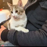 واگذاری گربه