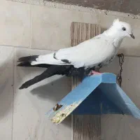 پرنده کبوتر رنگی دمبی|پرنده|اندیمشک, |دیوار