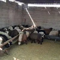 بره|حیوانات مزرعه|مرودشت, مجد آباد|دیوار