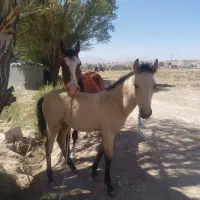اسب مادیون