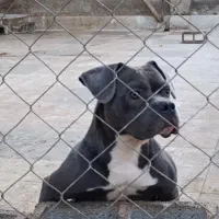 امریکن بولی