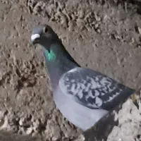 دوبر|پرنده|اردبیل, |دیوار