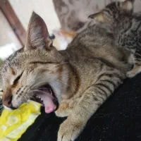 واگذاری بچه گربه