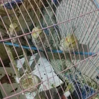 عروس هلندی
