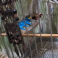 سهره نر رام رام مست|پرنده|اردبیل, |دیوار