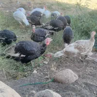 بوقلمون کوردی|حیوانات مزرعه|قصرشیرین, |دیوار