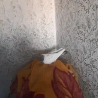 کفتر