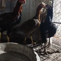 مرغ خروس لاری|حیوانات مزرعه|فاضل آباد, |دیوار