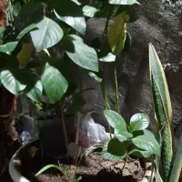 گل اپارتمانی|گل و گیاه طبیعی|قشم, |دیوار