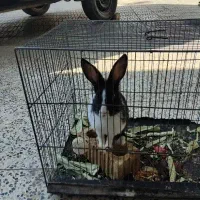 ۳ عدد مولد خرگوش معاوضه با پرنده