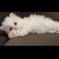 گربه|گربه|تبریز, |دیوار