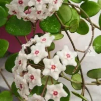 گل هویا پابلیکاس سیلور