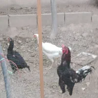 خروس لاری مرغ تخم گذار
