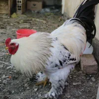 برهما خروس گردن کلفت