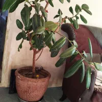 گلهای بزرگ و زیبا