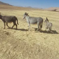 تعداددومادهخرویکنرخربفروشمیرسد|حیوانات مزرعه|بلداجی, |دیوار