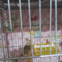 قنادی ماده یکساله با قفس وسایل کله سهره  ای|پرنده|تاکستان, |دیوار