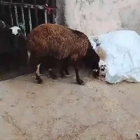 دو عدد بره قوچ
