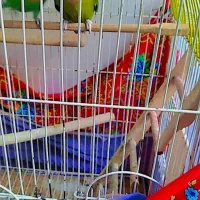 طوطی|پرنده|میاندوآب, |دیوار