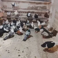 کبوتر پلاکی مسافتی شهرستانی|پرنده|تهران, جوادیه|دیوار