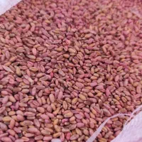 فروش گندم آبی دروم|خدمات باغبانی و درختکاری|بیلوار, |دیوار