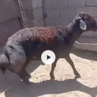 قوچ
