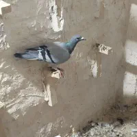 پلاکی و دورگ|پرنده|شوش, |دیوار