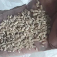 مقداری جو و گندم به فروش میرسد|عمده‌فروشی|شیراز, حومه شیراز|دیوار