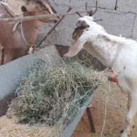 دوتا کهره سومالی|حیوانات مزرعه|مهر, |دیوار