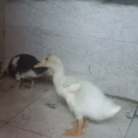 اردک دو ماهه