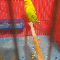 یک جفت مرغ عشق مولد|پرنده|شیراز, شهرک والفجر|دیوار