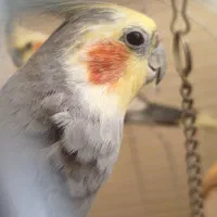 جفت عروس هلندی مولد