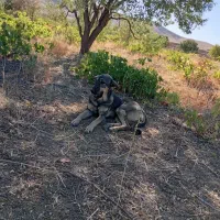 ماده پژدر|سگ|زند, |دیوار