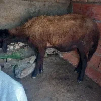 بره نر جوان سرحال نژاد دارد مخصوص پلواربندی